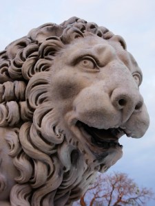 lion