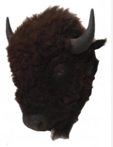 american bison trophy head