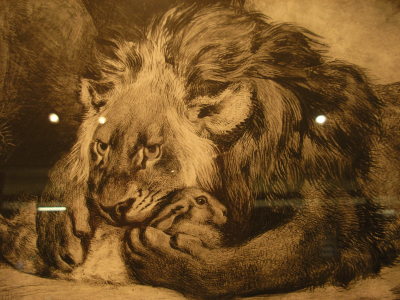 Lion de l'Altlas