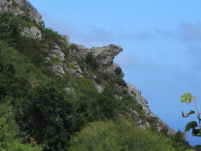 Iguana on Booby Hill, Saba