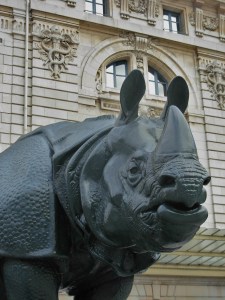 Rhinocéros