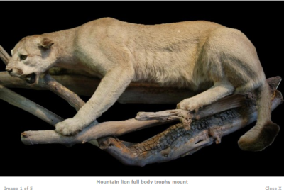 stuffed mountain lion